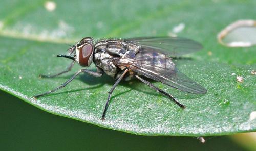 Réf. 349 344 : Stomoxys calcitrans